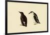 Marbled Murrelets-John James Audubon-Framed Giclee Print