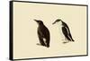 Marbled Murrelets-John James Audubon-Framed Stretched Canvas