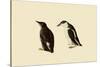 Marbled Murrelets-John James Audubon-Stretched Canvas