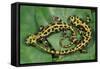 Marbled Newts-null-Framed Stretched Canvas