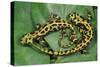 Marbled Newts-null-Stretched Canvas