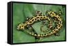 Marbled Newts-null-Framed Stretched Canvas