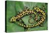 Marbled Newts-null-Stretched Canvas