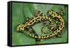 Marbled Newts-null-Framed Stretched Canvas