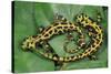 Marbled Newts-null-Stretched Canvas