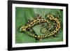 Marbled Newts-null-Framed Photographic Print