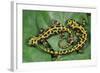 Marbled Newts-null-Framed Photographic Print