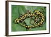 Marbled Newts-null-Framed Photographic Print