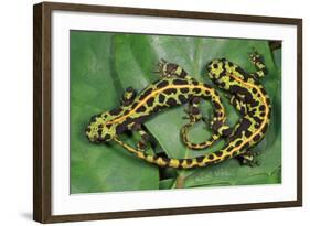 Marbled Newts-null-Framed Photographic Print