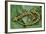 Marbled Newts-null-Framed Photographic Print