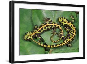 Marbled Newts-null-Framed Photographic Print