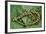Marbled Newts-null-Framed Photographic Print
