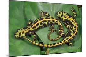 Marbled Newts-null-Mounted Photographic Print