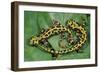 Marbled Newts-null-Framed Photographic Print