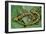 Marbled Newts-null-Framed Photographic Print