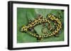 Marbled Newts-null-Framed Photographic Print