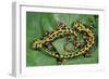 Marbled Newts-null-Framed Photographic Print