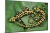 Marbled Newts-null-Mounted Photographic Print