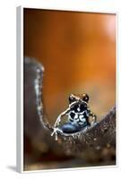 Marbled Poison Dart Frog (Epipedobates Boulengeri) On Leaf, Ecuador-Bert Willaert-Framed Photographic Print