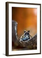 Marbled Poison Dart Frog (Epipedobates Boulengeri) On Leaf, Ecuador-Bert Willaert-Framed Photographic Print