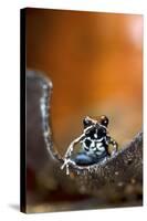 Marbled Poison Dart Frog (Epipedobates Boulengeri) On Leaf, Ecuador-Bert Willaert-Stretched Canvas