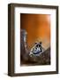 Marbled Poison Dart Frog (Epipedobates Boulengeri) On Leaf, Ecuador-Bert Willaert-Framed Photographic Print