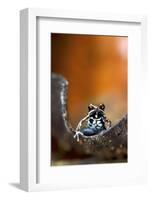 Marbled Poison Dart Frog (Epipedobates Boulengeri) On Leaf, Ecuador-Bert Willaert-Framed Photographic Print