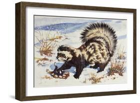 Marbled Polecat (Vormela Peregusna), Mustelidae, Drawing-null-Framed Giclee Print