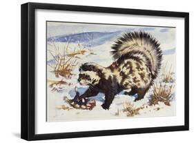 Marbled Polecat (Vormela Peregusna), Mustelidae, Drawing-null-Framed Giclee Print