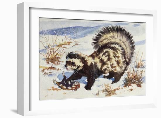 Marbled Polecat (Vormela Peregusna), Mustelidae, Drawing-null-Framed Giclee Print