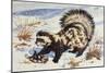 Marbled Polecat (Vormela Peregusna), Mustelidae, Drawing-null-Mounted Giclee Print