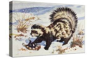 Marbled Polecat (Vormela Peregusna), Mustelidae, Drawing-null-Stretched Canvas
