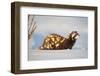 Marbled polecat (Vormela peregusna) Stavropol, Russia. December.-Valeriy Maleev-Framed Photographic Print