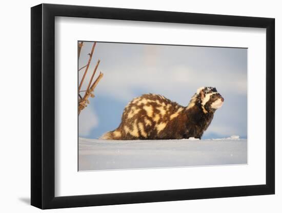 Marbled polecat (Vormela peregusna) Stavropol, Russia. December.-Valeriy Maleev-Framed Photographic Print