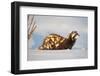 Marbled polecat (Vormela peregusna) Stavropol, Russia. December.-Valeriy Maleev-Framed Photographic Print