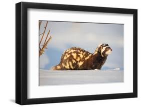 Marbled polecat (Vormela peregusna) Stavropol, Russia. December.-Valeriy Maleev-Framed Photographic Print