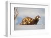 Marbled polecat (Vormela peregusna) Stavropol, Russia. December.-Valeriy Maleev-Framed Photographic Print