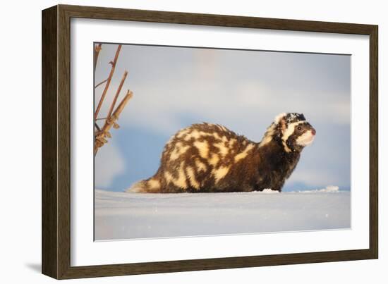 Marbled polecat (Vormela peregusna) Stavropol, Russia. December.-Valeriy Maleev-Framed Photographic Print
