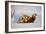 Marbled polecat (Vormela peregusna) Stavropol, Russia. December.-Valeriy Maleev-Framed Photographic Print