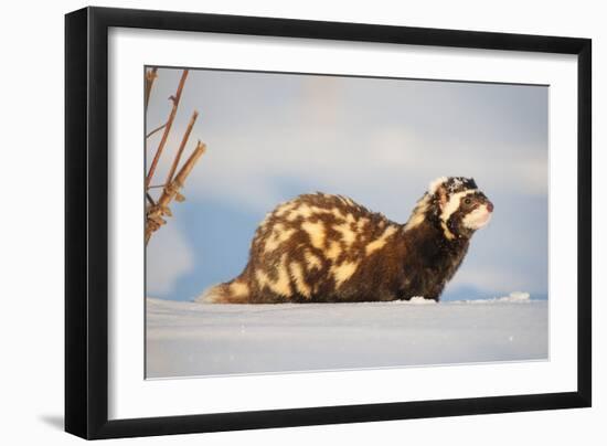 Marbled polecat (Vormela peregusna) Stavropol, Russia. December.-Valeriy Maleev-Framed Photographic Print
