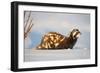 Marbled polecat (Vormela peregusna) Stavropol, Russia. December.-Valeriy Maleev-Framed Photographic Print