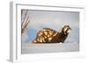 Marbled polecat (Vormela peregusna) Stavropol, Russia. December.-Valeriy Maleev-Framed Photographic Print