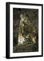 Marbled Snake Eel Emerging from Black Volcanic Sand-Stocktrek Images-Framed Premium Photographic Print