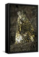 Marbled Snake Eel Emerging from Black Volcanic Sand-Stocktrek Images-Framed Stretched Canvas