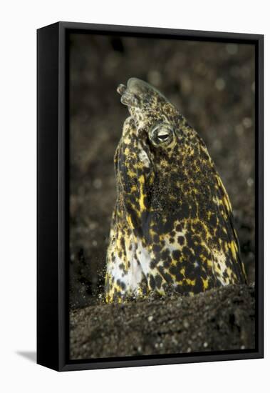 Marbled Snake Eel Emerging from Black Volcanic Sand-Stocktrek Images-Framed Stretched Canvas