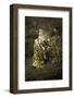 Marbled Snake Eel Emerging from Black Volcanic Sand-Stocktrek Images-Framed Photographic Print