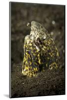 Marbled Snake Eel Emerging from Black Volcanic Sand-Stocktrek Images-Mounted Photographic Print