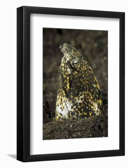 Marbled Snake Eel Emerging from Black Volcanic Sand-Stocktrek Images-Framed Photographic Print