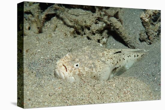 Marbled Stargazer (Uranoscopus Bicinctus), Komodo National Park, Indian Ocean.-Reinhard Dirscherl-Stretched Canvas