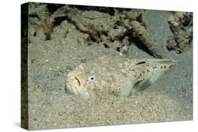 Marbled Stargazer (Uranoscopus Bicinctus), Komodo National Park, Indian Ocean.-Reinhard Dirscherl-Stretched Canvas